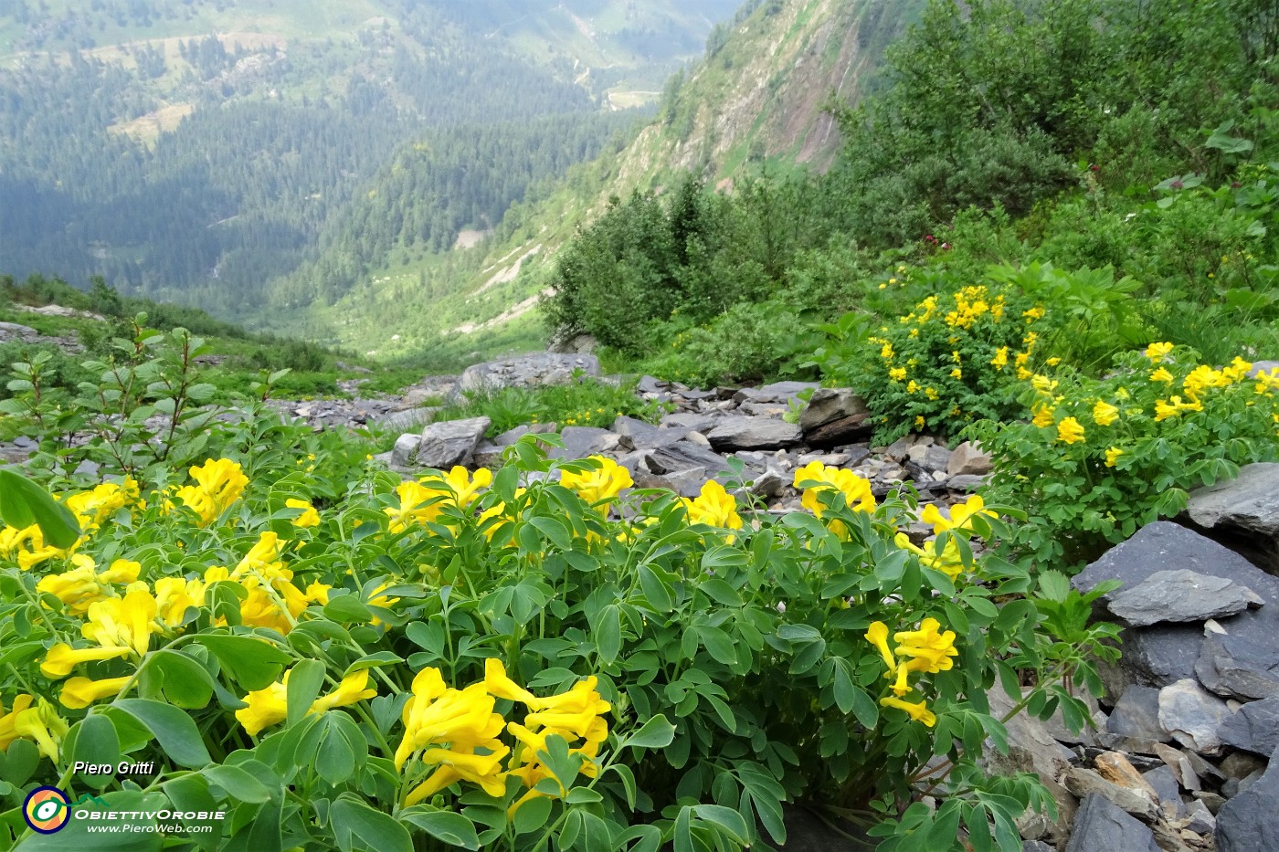78 Diffuse fioriture  giallo-verdi di pseudofumaria lutea.JPG